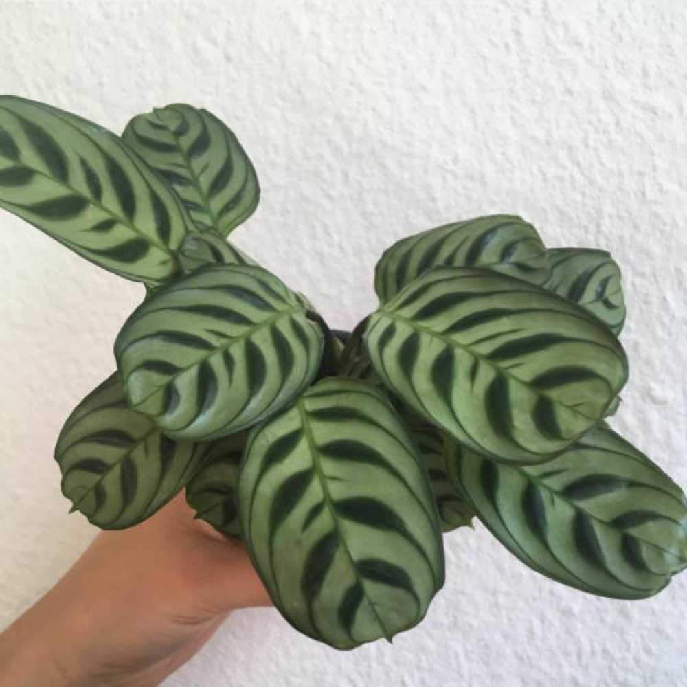  Calathea  Burle Marx calatea